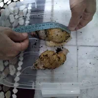 حلزون بالغ مولد
