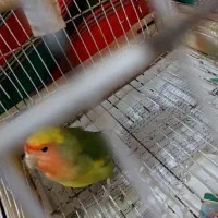 فروش عروس هلندی جفت و یک برزیلی و یک قفس پرنده|پرنده|تنکابن, |دیوار