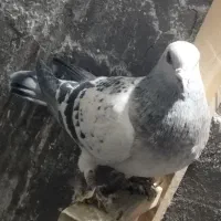 کفتر|پرنده|کرمان, |دیوار