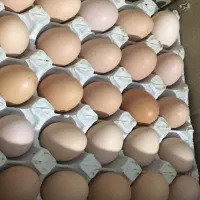 تخم مرغ رسمی گلپایگان