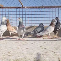 ۲۰تا نر کبوتر ضدو خورد شب وروز ندارن