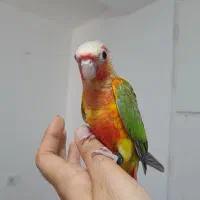 طوطی گرینچیک های سوپر رام و چلوندنی در انواع رنگ