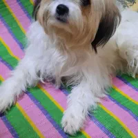 دوقلاده سگ نژاد شیتزو وپیکنیز|سگ|پاکدشت, پاکدشت (مامازند)|دیوار