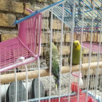 فروشی با قفس