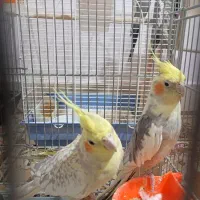 فروش عروس هلندی جفت.|پرنده|بروجن, |دیوار