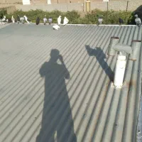کبوتر