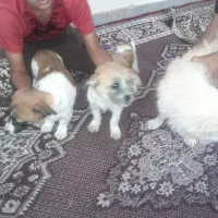 ۳عدد سگ پاکوتاه