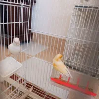 قناری|پرنده|گناباد, |دیوار