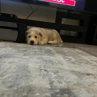 آلابای اصل|سگ|رودهن, |دیوار