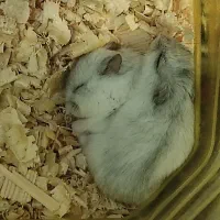 همستر کمپل|موش و خرگوش|دزفول, |دیوار