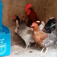 حیوانات