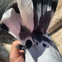 نرتودمسفید باماده دمسفید|پرنده|اردکان, |دیوار