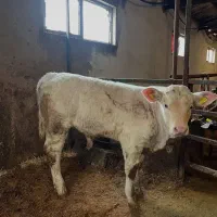 ترمینال گوساله