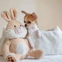 چیهواهوا سگ فانتزی / شیهواهوا