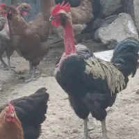 فروش خروس 9ماهه