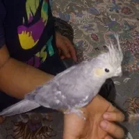 عروس هلندی|پرنده|گلبهار, شهر جدید گلبهار|دیوار