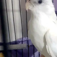 عروس هلندی جفت مولد|پرنده|ارومیه, |دیوار