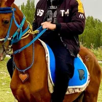 وسایل کامل اسب سواری|اسب و تجهیزات اسب‌سواری|خوی, |دیوار