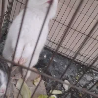 یک خرگوش کوچک زرنگ