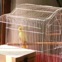 یه عدد عروس هلندی نر بالغ لوتینو زعفرانی|پرنده|لنگرود, |دیوار