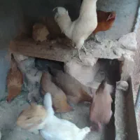 مرغ محلی|حیوانات مزرعه|کوهدشت, |دیوار