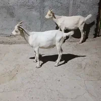 کره نر سانن خالص