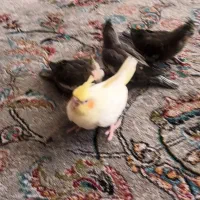 جوجه عروس فروشی