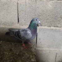 مگس نر|پرنده|زابل, |دیوار