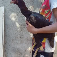 جوجه مرغ لاری|حیوانات مزرعه|هشتگرد, تهران دشت|دیوار