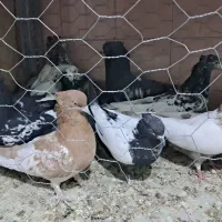 دمبی کله ای سینه ای