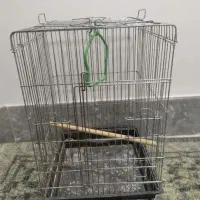 عروس هلندی پیدا شده