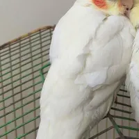عروس هلندی