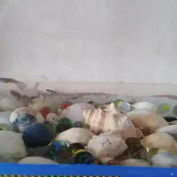 اواریوم با۴۳ ماهی ۲۷در ۱۸