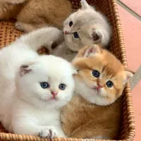 تخفیف کده گربه فنجانی و مینیاتوری (با مدارک کامل)