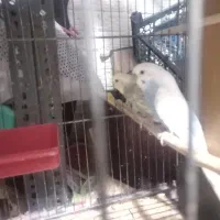 فروش جفت مرغ عشق کار داده تضمینی