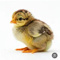 ۴ تا جوجه یکماهه محلی