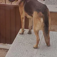 سگ ژرمن|سگ|تاکستان, |دیوار
