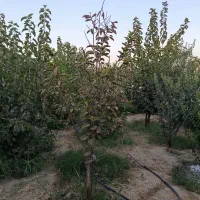 باغچه ۴۰۰ متری سند تک برگ پاکدشت