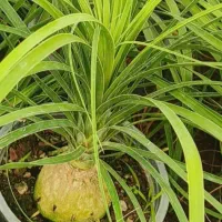 کالای منزل|کنسول، بازی ویدئویی و آنلاین|بروجرد, |دیوار