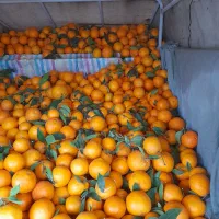 تامسون شیرین آب دار