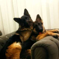 واگذاری .توله ژرمن ماده اصل وشجره دار|سگ|سلماس, |دیوار