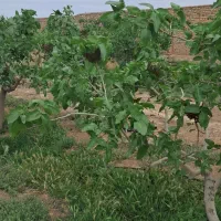 باغ-پسته-دیوار-کشی-شده