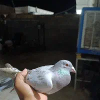 کبوتر|پرنده|نورآباد ممسنی, |دیوار