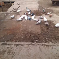 ۲۵ عدد کبوتر|پرنده|ضیاء آباد, |دیوار