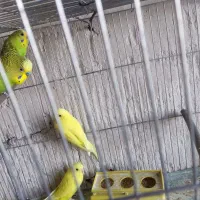 مرغ عشق|پرنده|تبریز, |دیوار