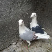 کبوتر|پرنده|رشتخوار, |دیوار