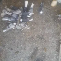 کبوتردمگیراصل دمدار