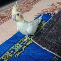 عروس هلندی نر و ماده