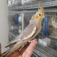 جوجه عروس هلندی|پرنده|پردیس, فاز ۱۱|دیوار