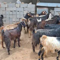 فروش 30راس بزداشت